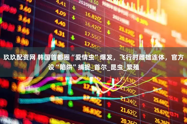玖玖配资网 韩国首都圈“爱情虫”爆发，飞行时雌雄连体，官方设“陷阱”捕捉_首尔_昆虫_繁殖